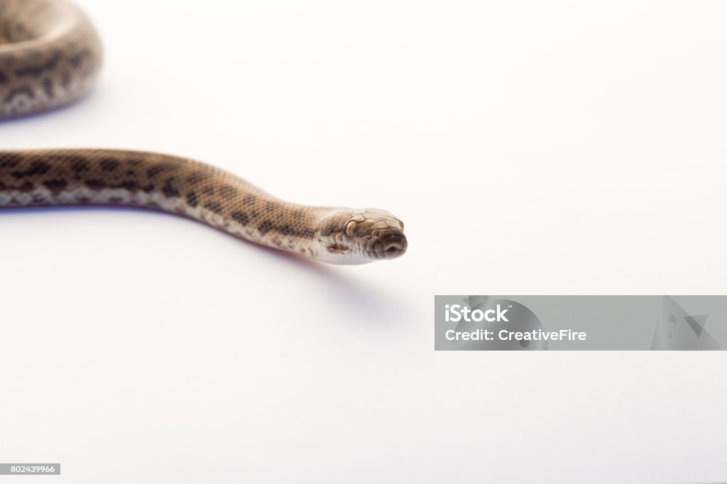 Spotted Python Young Snake On White Background Stock Photo - Download ...