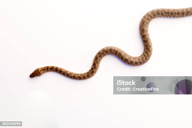 Background Spotted Python Spotted Python Young Snake On White Background Stock Photo - Download ...