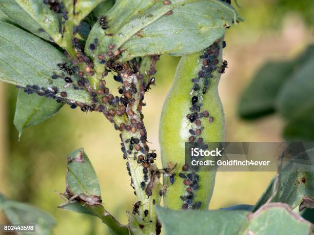 Foto de Problema Do Jardineiro Favas Não Prosperando Com Correntezas E Formigas e mais fotos de stock de Afídio