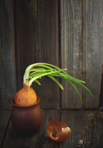 Sprouted onion in a little clay pot on wooden table.