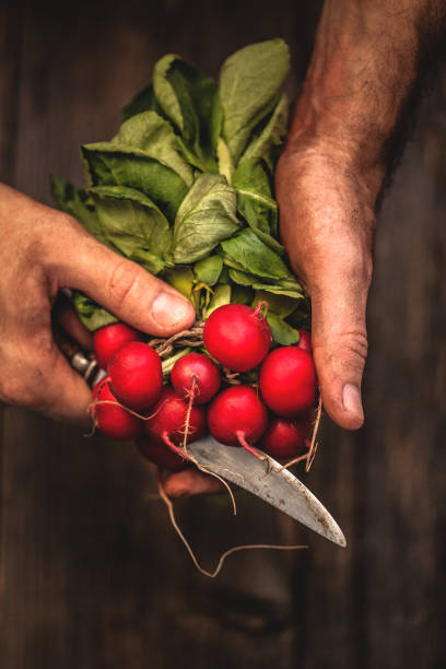 Farmer holding a bunch of fresh radish.