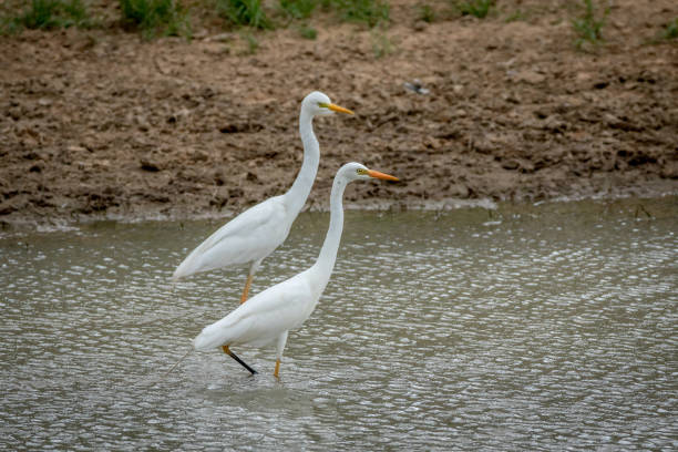 istock Two Yellow-billed egrets standing in the water. 802449522
