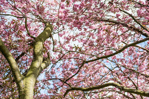 A blooming cherry tree in the tea garden