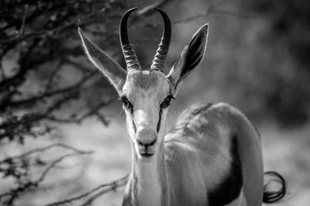 istock Close up of a Springbok in the Kalagadi. 802451868