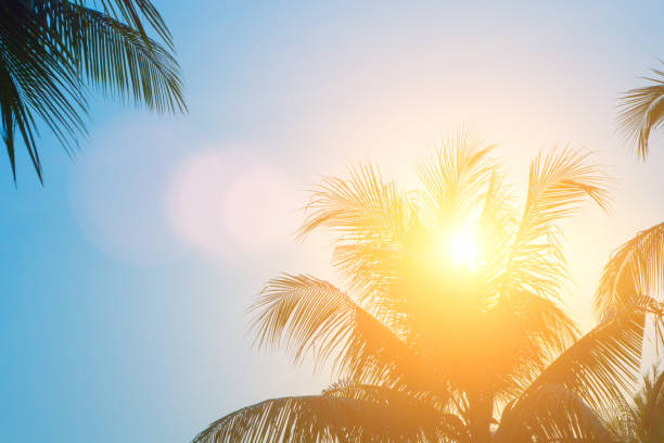 istock Evening sun shines through the coconut in the garden. 802453042