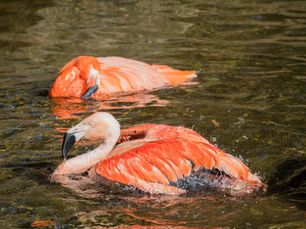 istock Bathing carribiean flamingo 802455498