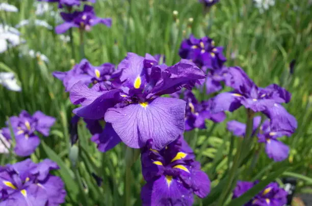 Purple Iris in the garden