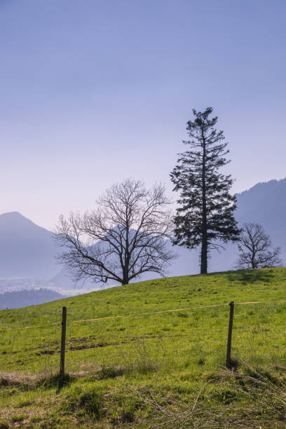 istock Trees on Green Meadow in Front of Mountains, Germany 802456222