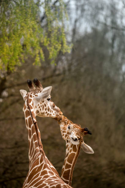 Mother and Baby Giraffe Kissing, Selective Focus, Africa