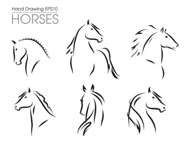 ilustrações de stock, clip art, desenhos animados e ícones de set of hand drawn vector horses silhouettes - horse family