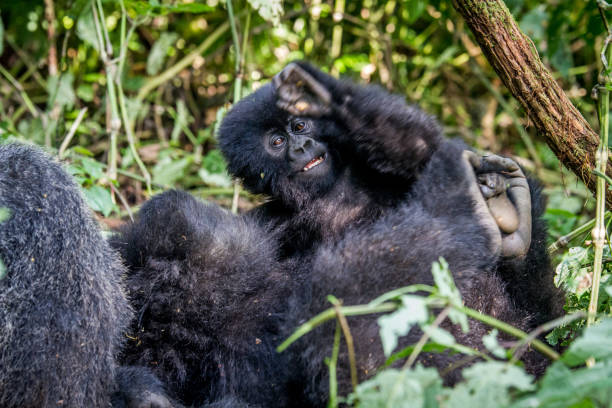 istock Close up of a baby Mountain gorilla. 802459886