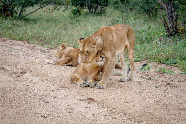 istock Pride of Lions on a dirt road in Kruger. 802462034