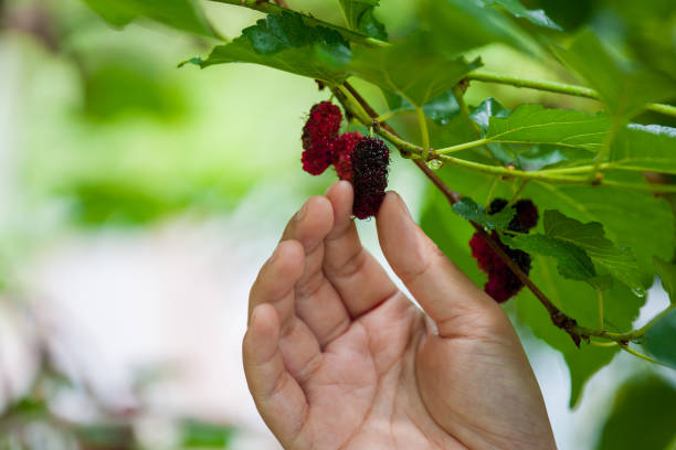 istock Woman hand picking up fresh mulberry from the tree 802465236