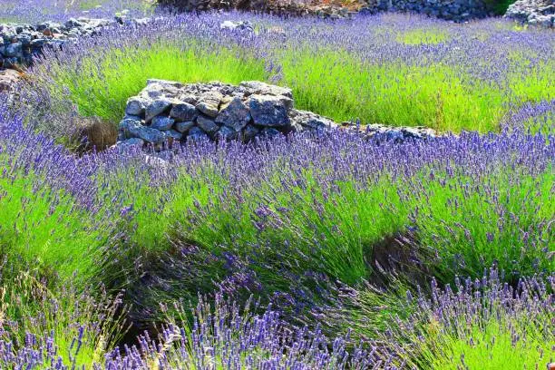 Photo of Lavender and dry stone on Island Hvar in Croatia