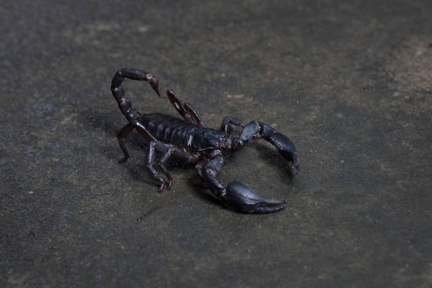 istock Scorpion in Thailand and Southeast Asia. 802469660