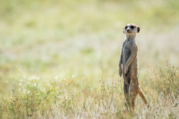 istock Meerkat on the look out in the Kalagadi. 802473432