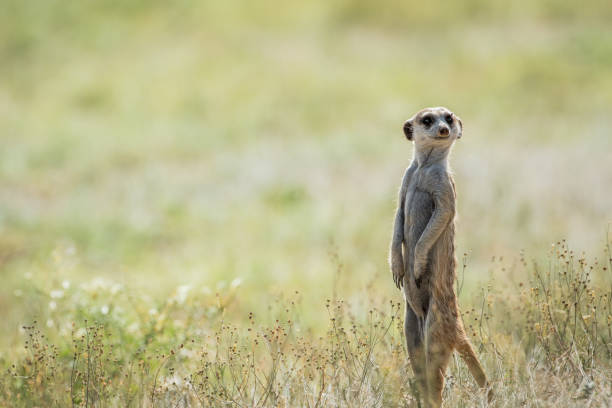 istock Meerkat on the look out in the Kalagadi. 802473532