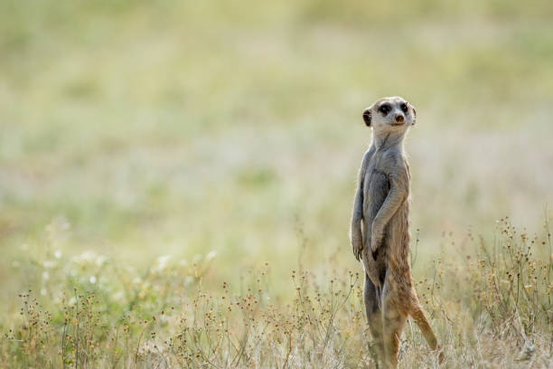 istock Meerkat on the look out in the Kalagadi. 802473536