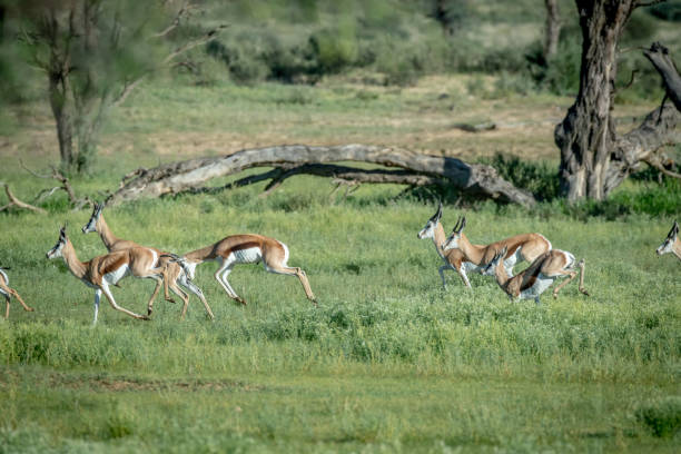 istock Herd of Springboks running in the grass. 802473574