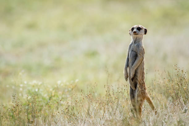 istock Meerkat on the look out in the Kalagadi. 802473688