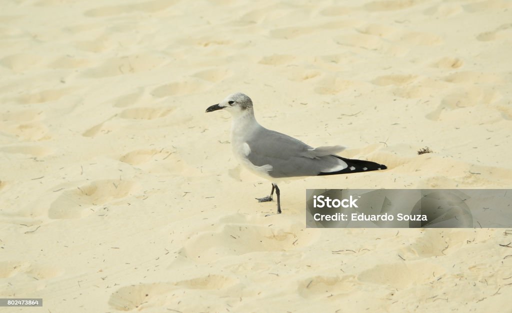 Becho Bird Little Bird On The Beach Stock Photo - Download Image Now - Animal ...