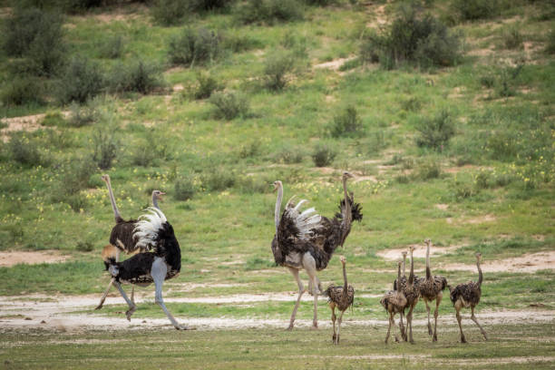 istock Family of Ostriches in the grass. 802476280