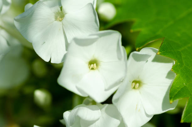 istock White petunias in the flower garden. Close up. Selective focus. 802476754