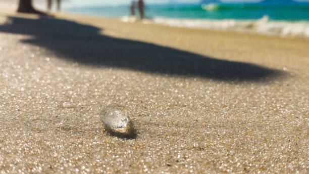 istock Tiny jellyfish on the beach - Barra da Tijuca - Rio de Janeiro - Brazil 802477326