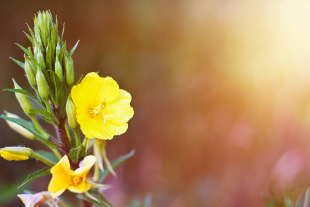 Exotic flower on a sunny summer day