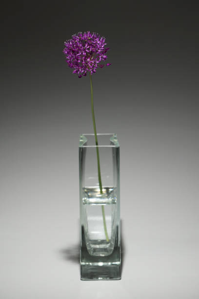 istock Allium hollandicum 'Purple Sensation' 802480780
