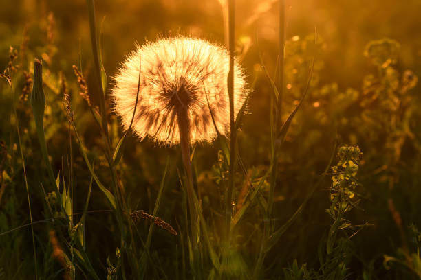 istock Tragopogon big white fluffy close-up sunset 802480990