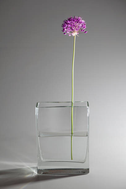istock Allium hollandicum 'Purple Sensation' 802481182