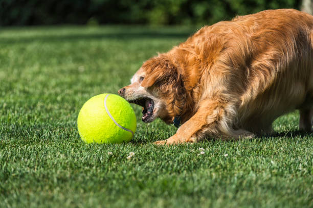 istock Senior dog playing with large tennis ball in yard 802485176