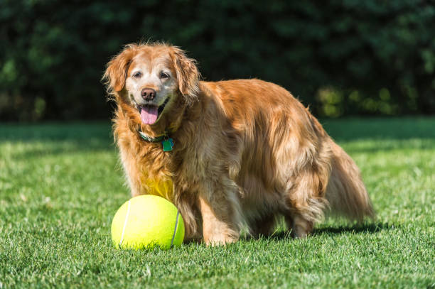 Senior dog playing with large tennis ball in yard