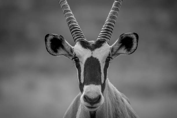 istock Close up of a Gemsbok starring at the camera. 802488158