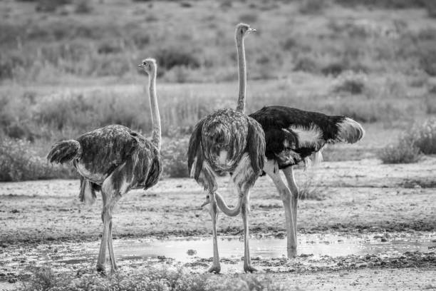 istock Ostrich standing next to a pool of water. 802492044