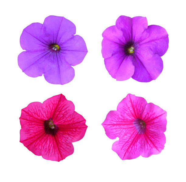 istock Set of petunia flowers 802492588