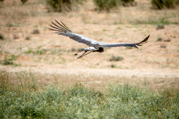 istock Secretary bird flying away in Kalagadi. 802492890