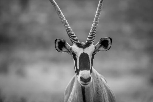 istock Close up of a Gemsbok starring at the camera. 802492948
