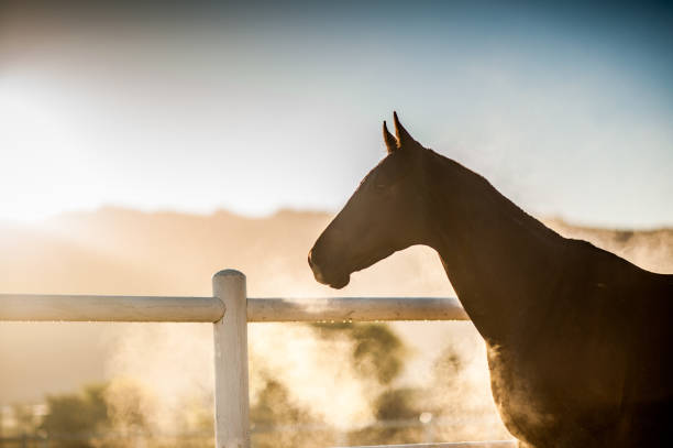 istock Horse exhaling cold morning 802493462
