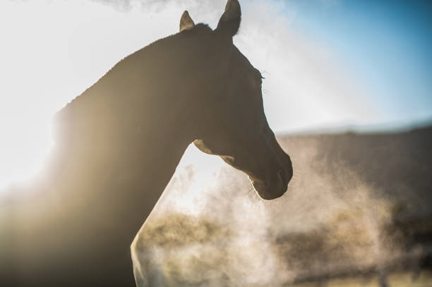 Head of Horse breath of steam in cold winter morning sun Paarl, South Africa