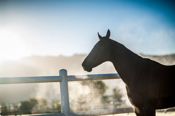 istock Horse exhaling in cold air 802493740