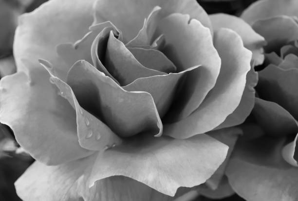 istock Roses in Black and White 802493800