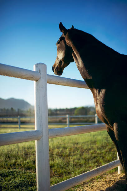 istock Horse looking over fence 802495980