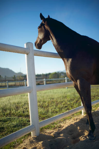 istock Horse Staring over fence 802496004