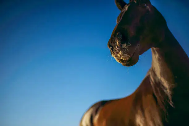 Head and part of body of Horse looking sideways towards the sun with blue clear sky background Paarl, South Africa