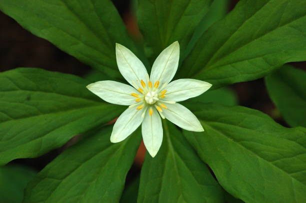 istock Paris Japonica Flower 802497460