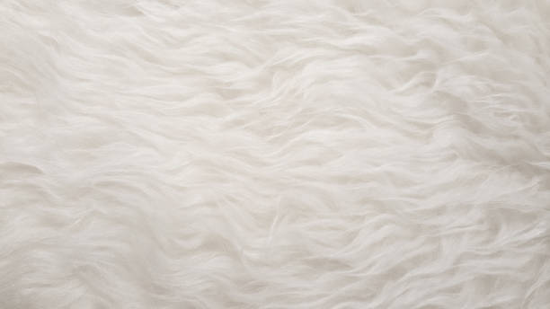 White Natural fluffy flat sheep pet skin texture backgrounds, material for carpet home decoration, leather textile industry manufacturing