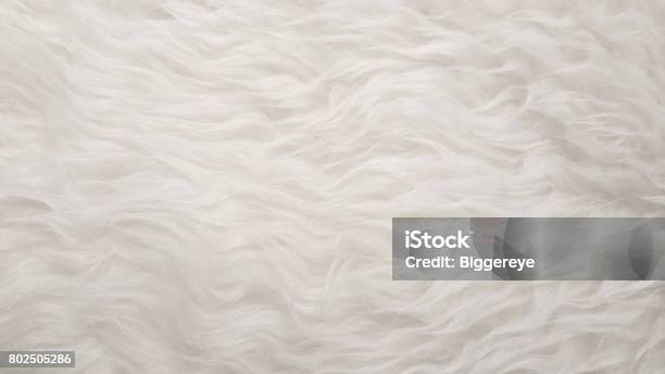 White Natural Fluffy Flat Sheep Pet Skin Texture Backgrounds Material For Carpet Home Decoration Leather Textile Industry Manufacturing Stock Photo - Download Image Now