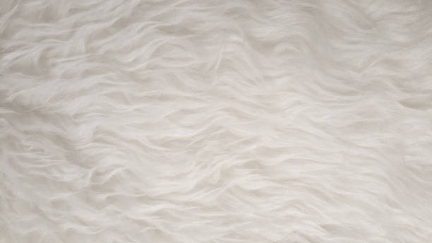 istock White Natural fluffy flat sheep pet skin texture backgrounds, material for carpet home decoration, leather textile industry manufacturing 802505330